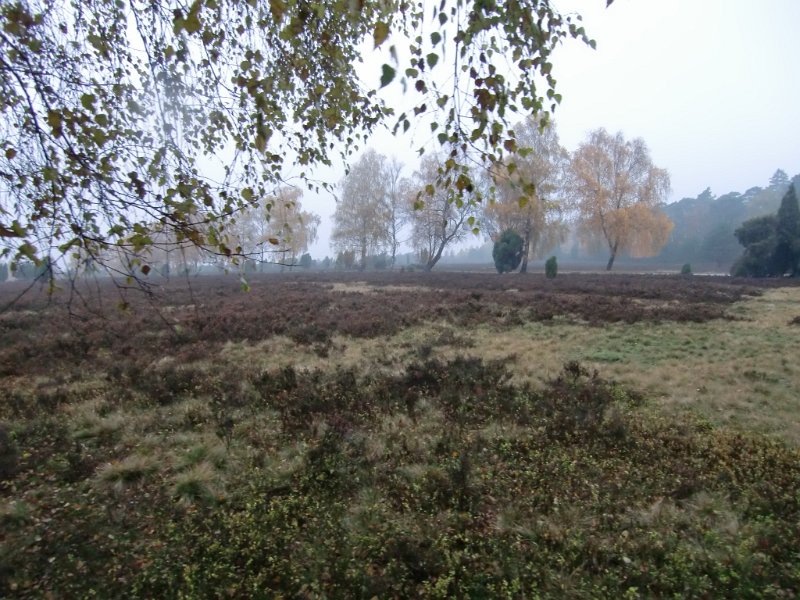 Wilseder Berg 1 2010 051